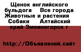 Щенок английского бульдога  - Все города Животные и растения » Собаки   . Алтайский край,Змеиногорск г.